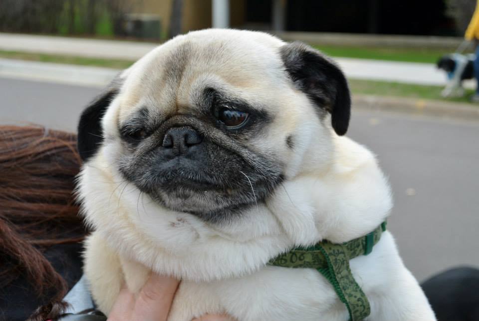 fat pug at walk for animals