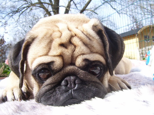 How We are Preparing Financially for a Pug Puppy